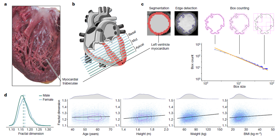 《自然》：回答500年前达芬奇的疑问，揭示人类心脏未知的秘密