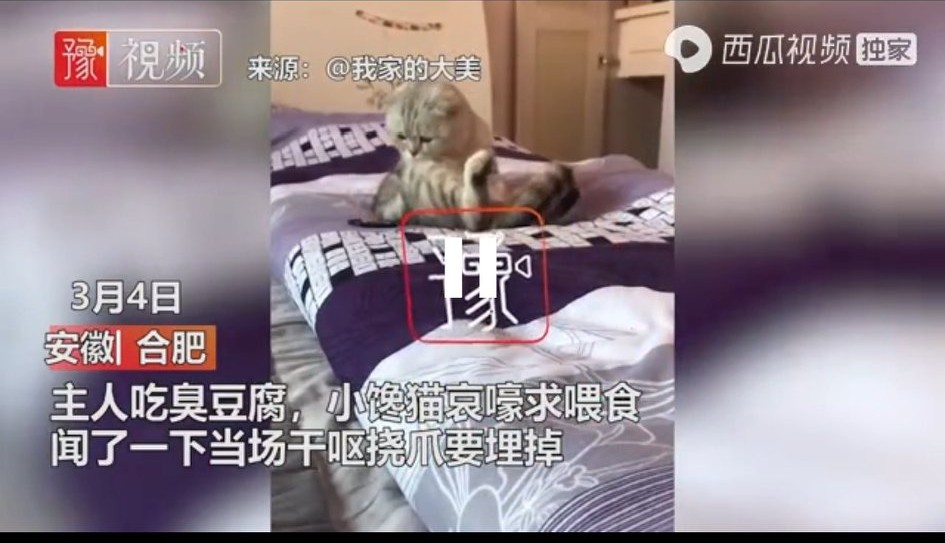 小猫把臭豆腐当成“粑粑”干呕不停,滑稽搞笑?