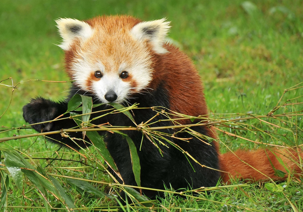 中国20种濒危珍稀动物大盘点，特别珍贵，保护濒危珍稀动物