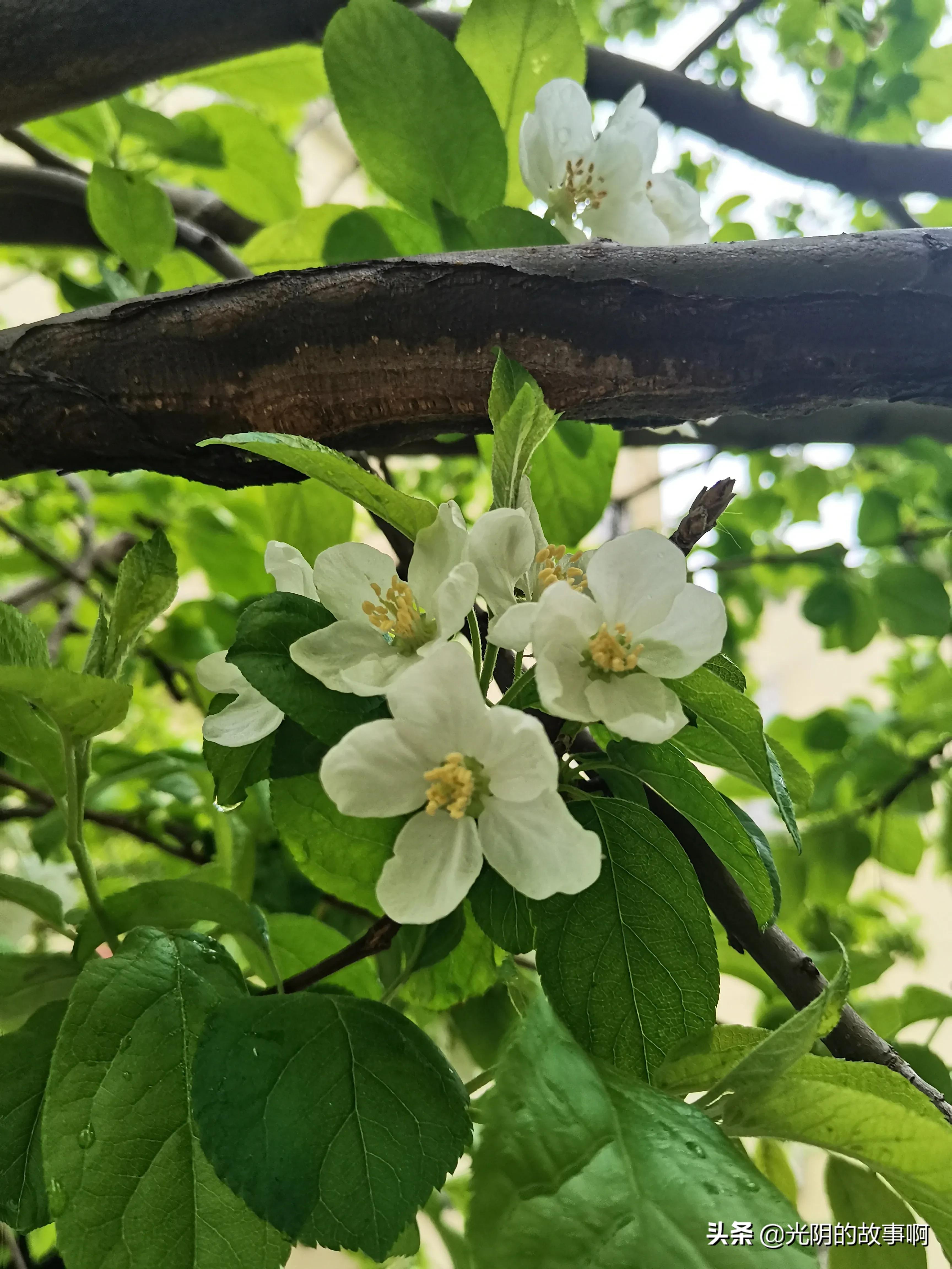春天（散文诗）-第3张图片-非凡网