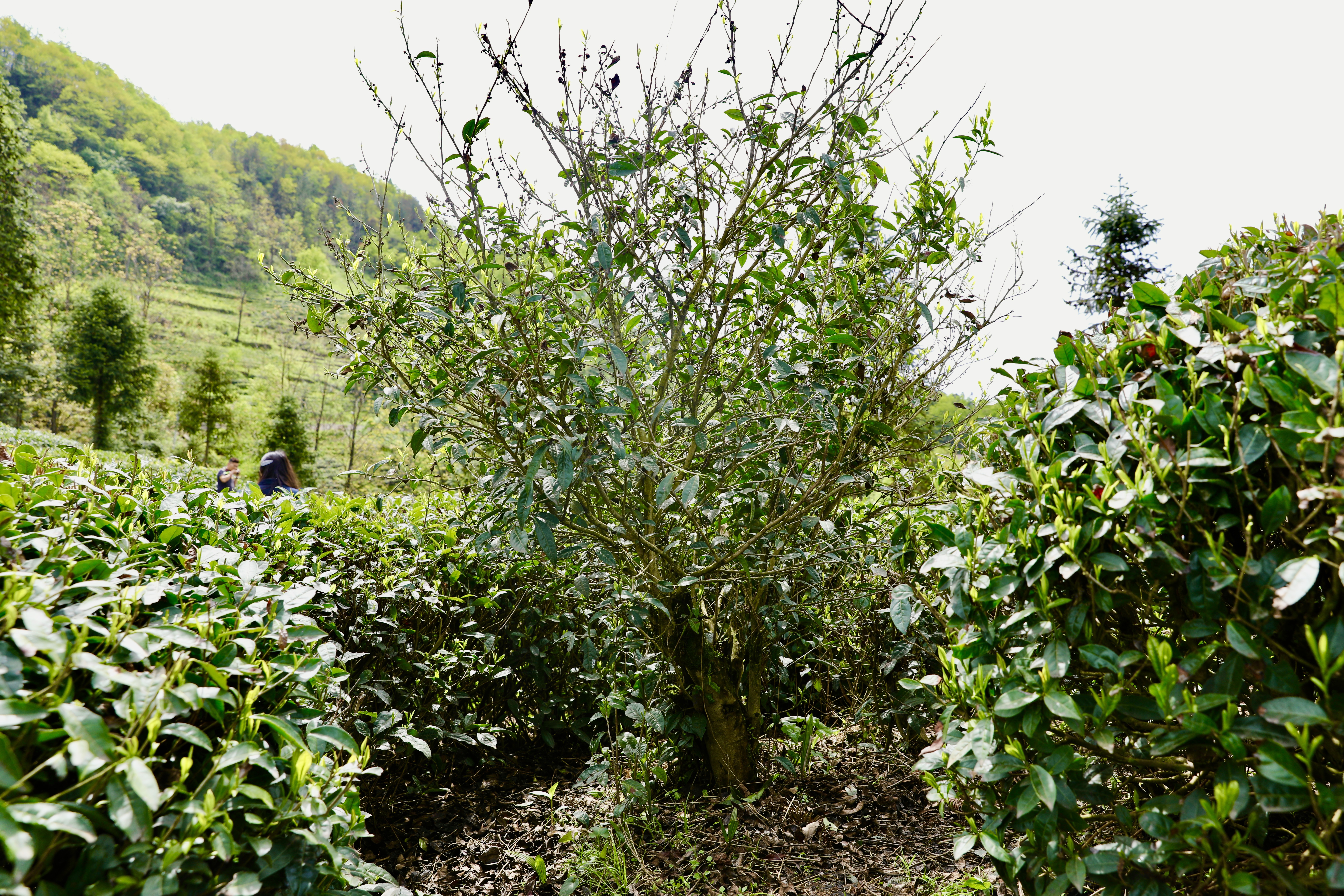 生態(tài)鎮(zhèn)巴，名茶之鄉(xiāng)，在鎮(zhèn)巴最美茶園采茶、品茗、觀(guān)云海