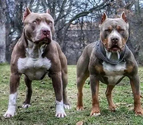 各国猛犬大全，建议收藏