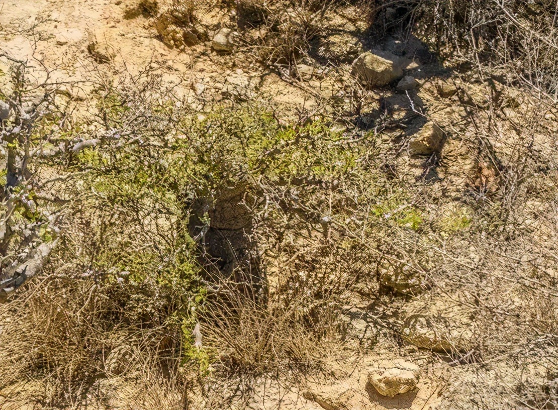 物种日历 漆树科盖果漆属operculicarya Pachypus 象足漆树 肉肉肉 Mdeditor