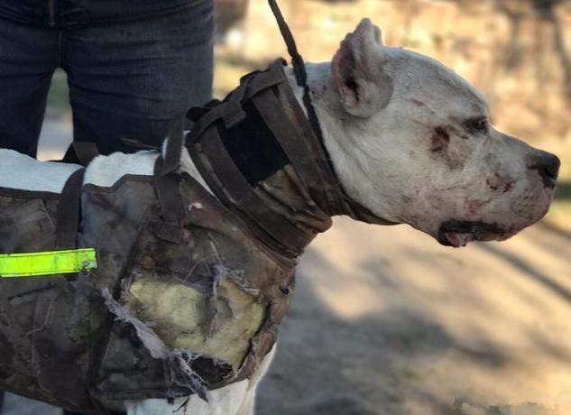 原来养狗有这10大“福利”，怪不得养的人多，我也想养一只