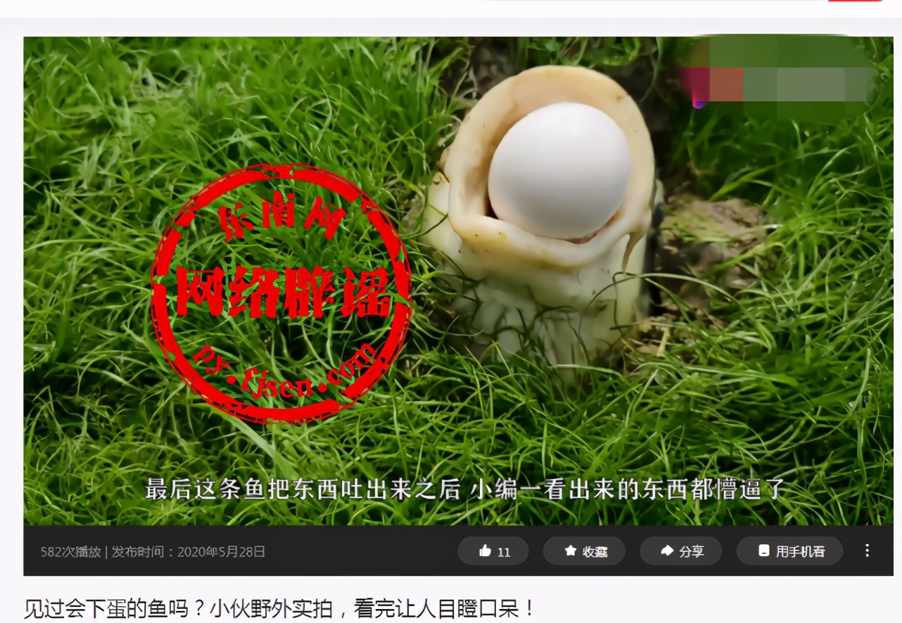 鱼嘴里连续往外吐“蛋”，会生蛋的鱼？真相揭晓了