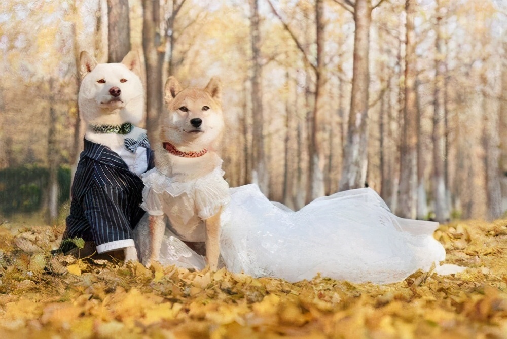 犬类交配时为什么很难分开 特殊生理构造延长了他们的交配时间 资讯咖