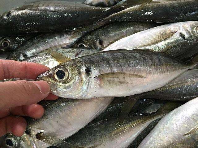 巴浪鱼野生的没人要养殖的要的人很多