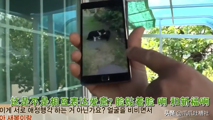 猫咪每日奔袭8公里，只为谈恋爱，谁说异地恋就没有好结局？