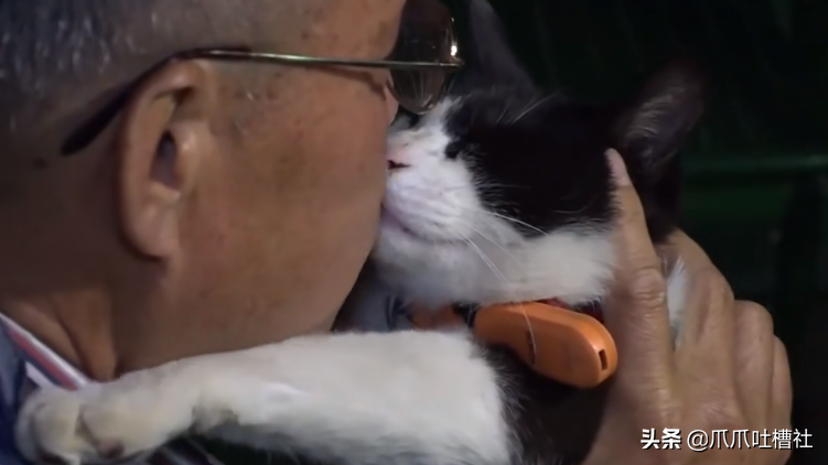 猫咪每日奔袭8公里，只为谈恋爱，谁说异地恋就没有好结局？