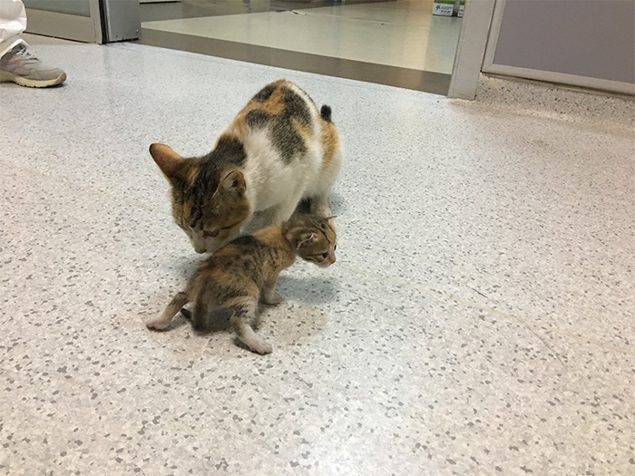 流浪貓媽媽帶小貓去醫院看病：它生病了，麻煩你們救救它！