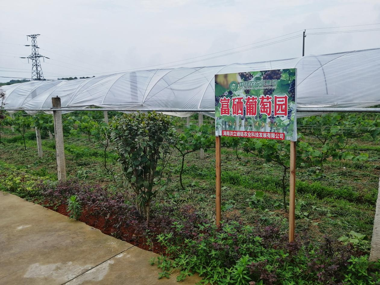 富硒农产业大有可为 湖北考察团到常德求取现代农业发展真经