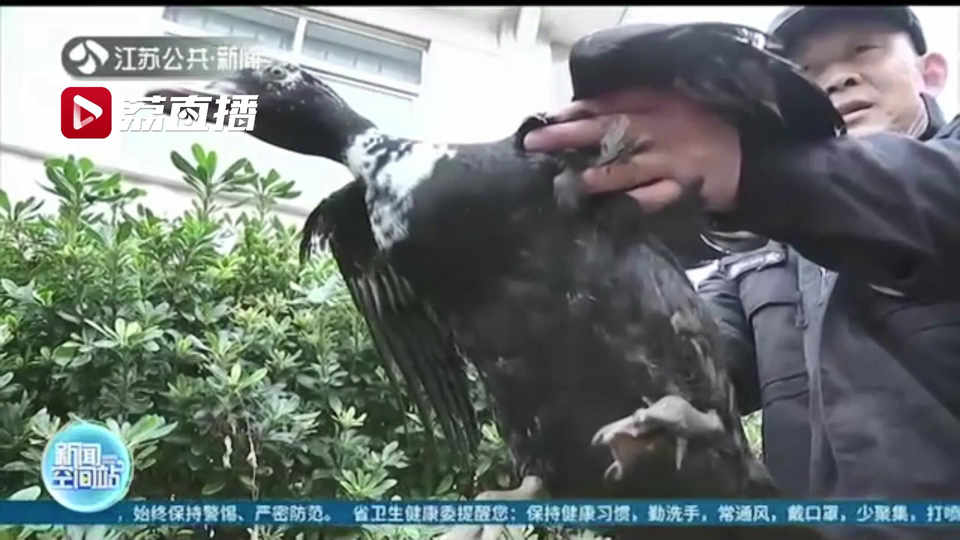 误把番鸭当野生动物 南通保安师傅爱心满满