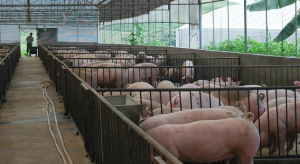 目前适合农村人干的生意都有哪些呢，只要肯干就能赚钱