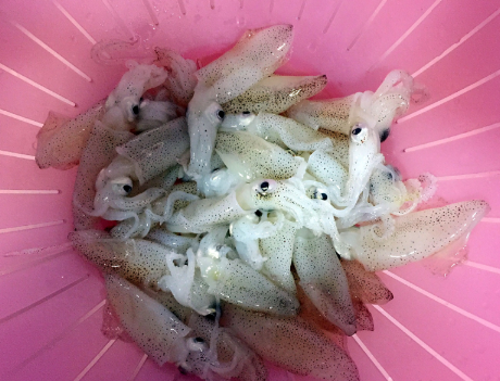 圖片[2]-秋天最肥美的海鮮45塊錢一斤搭配豆腐煮湯特鮮好吃營養高-起舞食譜網