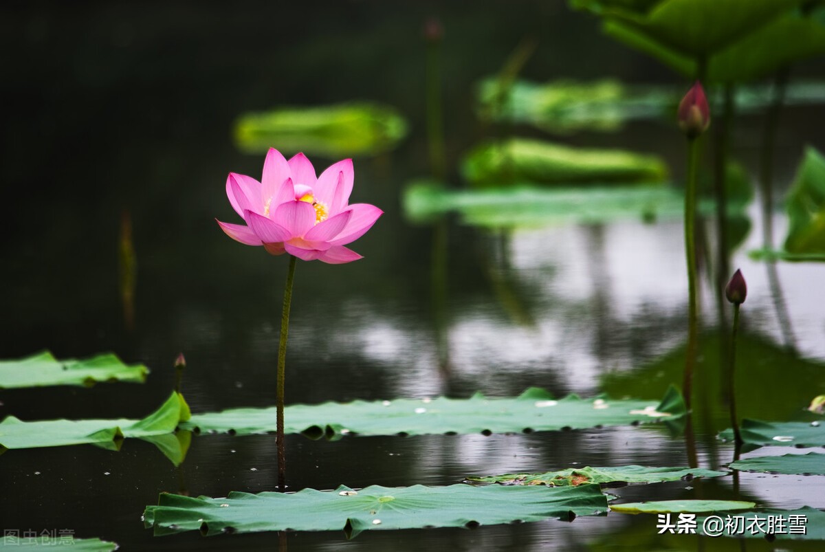 贺知章不只写了回乡偶书二首，他还写了一首荷花，大气乐观-第5张图片-诗句网