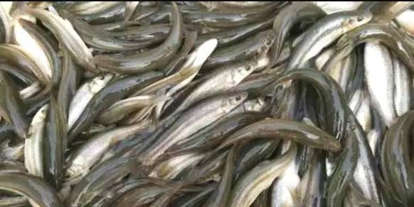 农村人爱吃的鱼，人称“奶包子”，35元一斤，人工养殖效益高