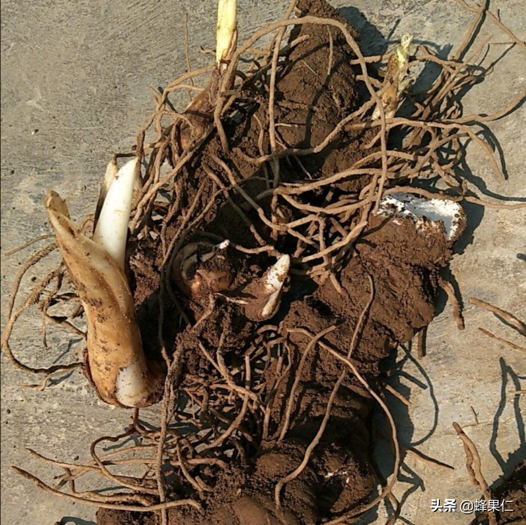 重楼种植技术：名贵中草药重楼怎么种植？这些特性你**要牢记