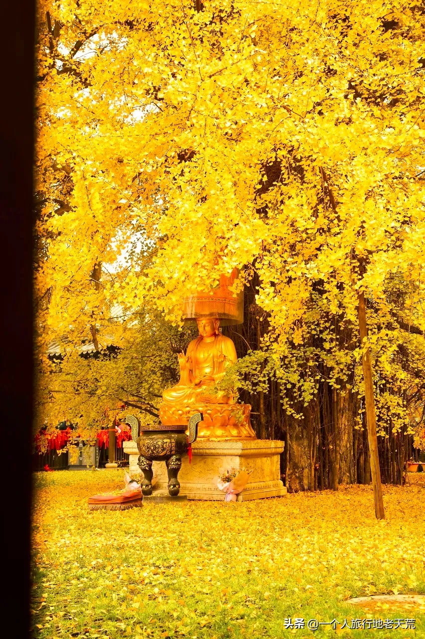 中国最美50个秋景，美得令全世界为之倾倒！去过20个就算达人