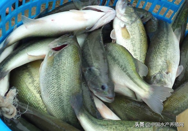 鳜鱼比去年便宜20元，养殖户心在滴血！上旬加州