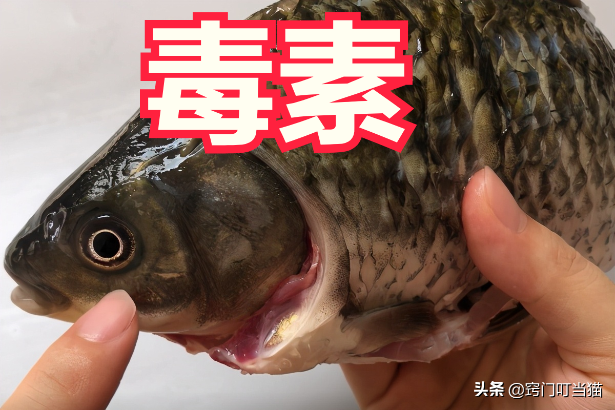 鱼身4个部位毒素最多，不要随便吃，多亏卖鱼老板提醒，长记性了
