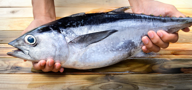 中國能養(yǎng)三文魚，為什么卻養(yǎng)不了金槍魚？