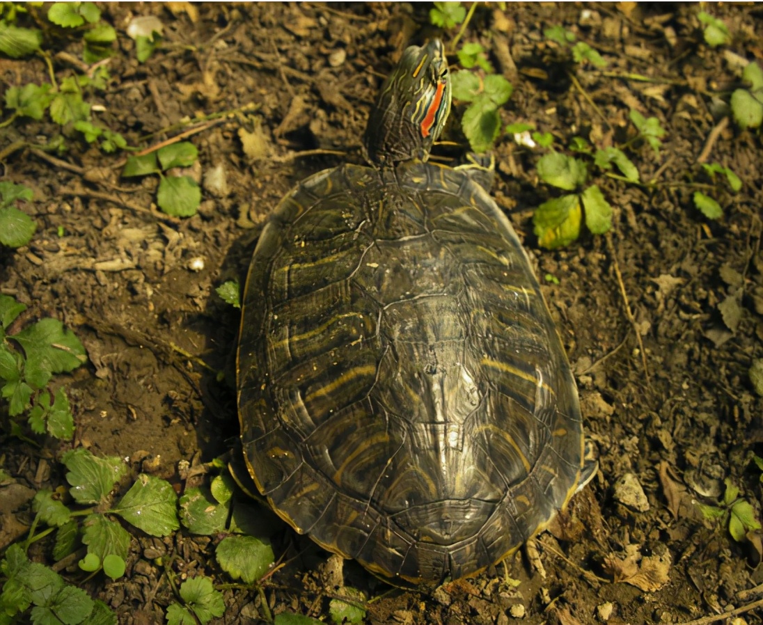 每年新增3800万，巴西红耳龟泛滥中国，为什么不发动吃货消灭
