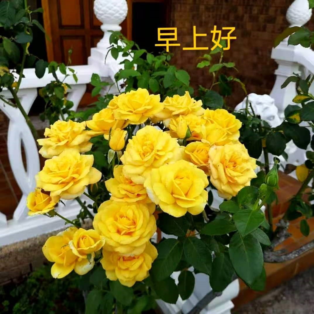 孔伟贞 咏“早安”图片花卉诗57首