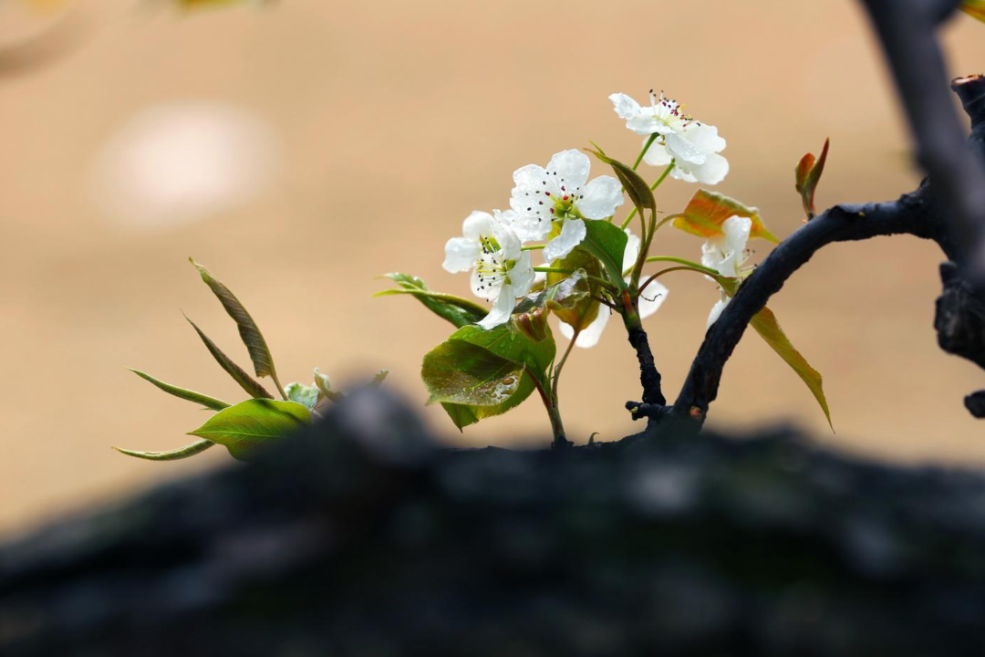 梨花绽放为春来-第20张图片-诗句网