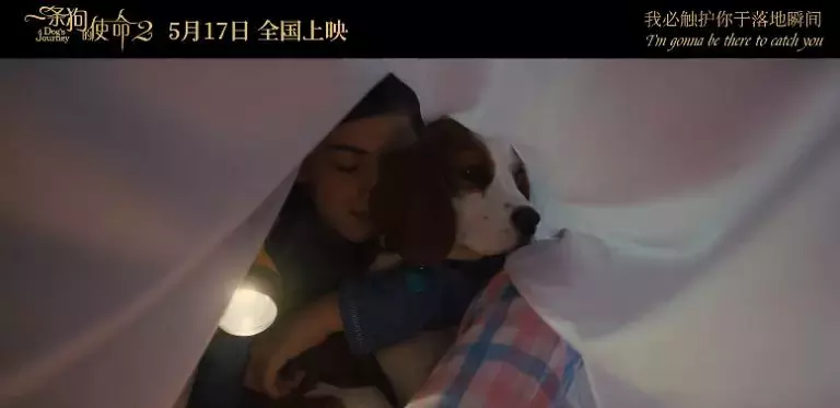 准备好纸巾!「一条狗的使命2」来了