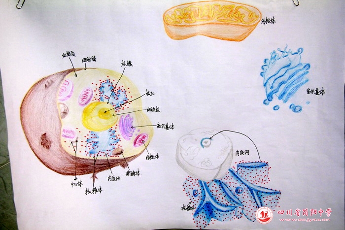 四川省简阳中学怎么样?首届生物学科节(图24)