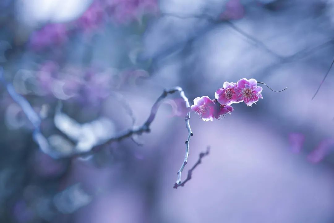 梅花香自苦寒来，十首观梅的诗词，一起欣赏美丽的梅花吧-第10张图片-诗句网
