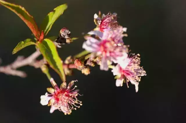 佛说：花开花落，便是人生