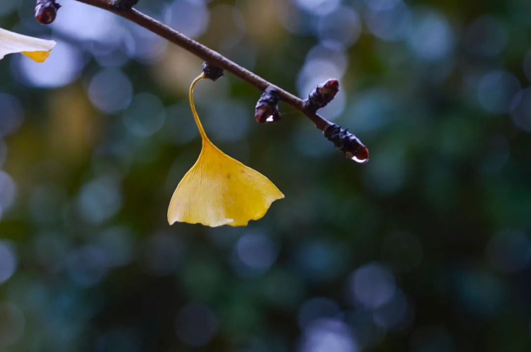 冬天不仅有寒雨，有冰雪，还有诗​-第15张图片-诗句网