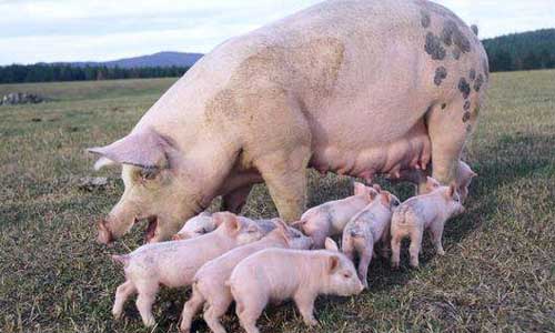 2万吨储备冻猪肉来了，会让猪肉价格下降吗？