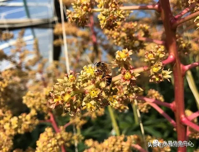 揭秘天价芒果“太阳之子”是如何种出来的