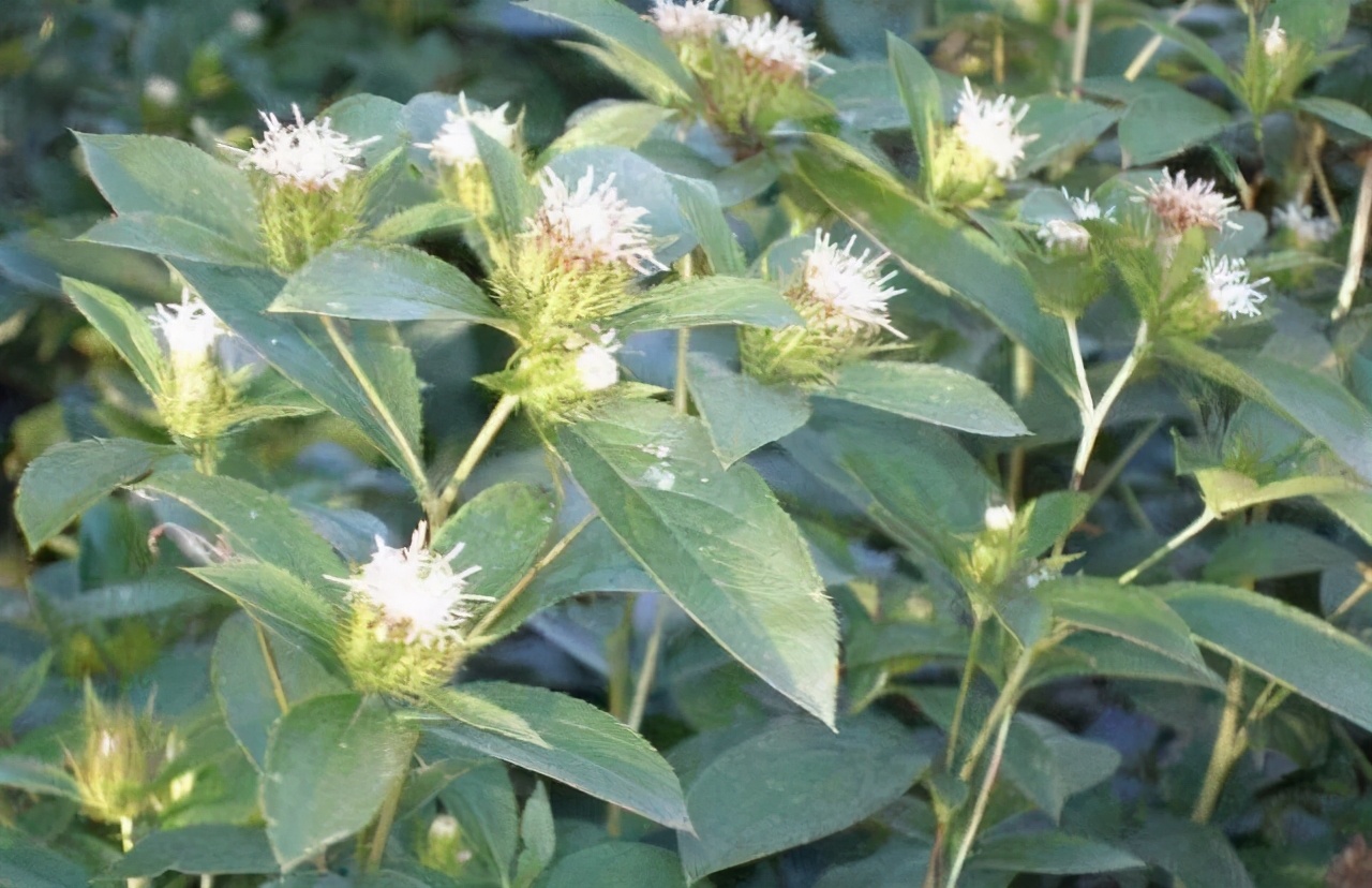 《本草纲目》故事：苍术燥湿健脾