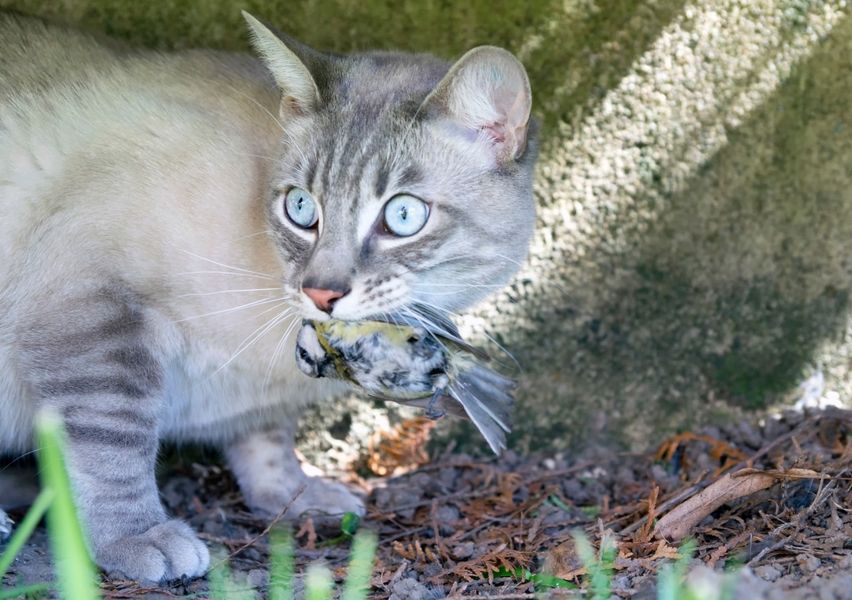 2亿只野兔，200万只野猫，澳洲全境“陷落”，局势为何失控？