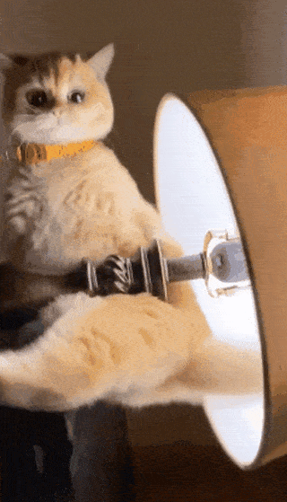 猫咪：抖音上你的身材和实际上你的身材，简直不能太现实