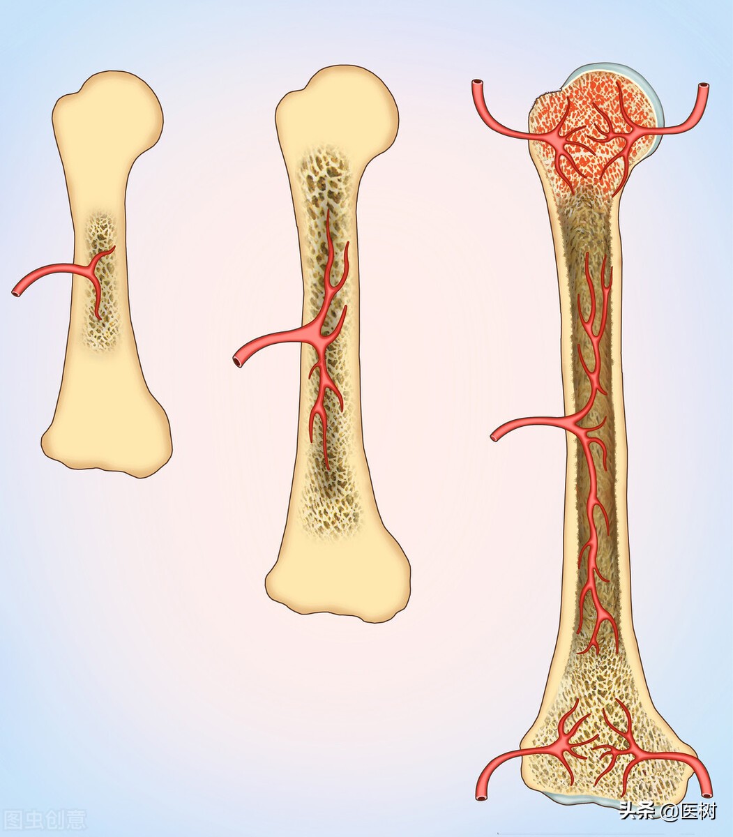 医学科普：人的骨骼是活的吗？谈骨的代谢和健康