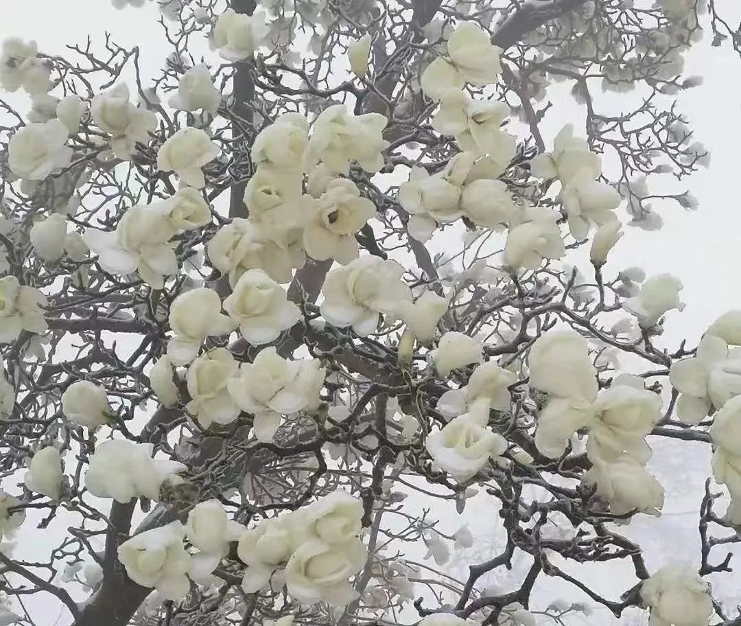 雞公山｜恰逢牛年初雪，櫻雪冰花奇觀助陣雞公山浪漫櫻花旅游節(jié)