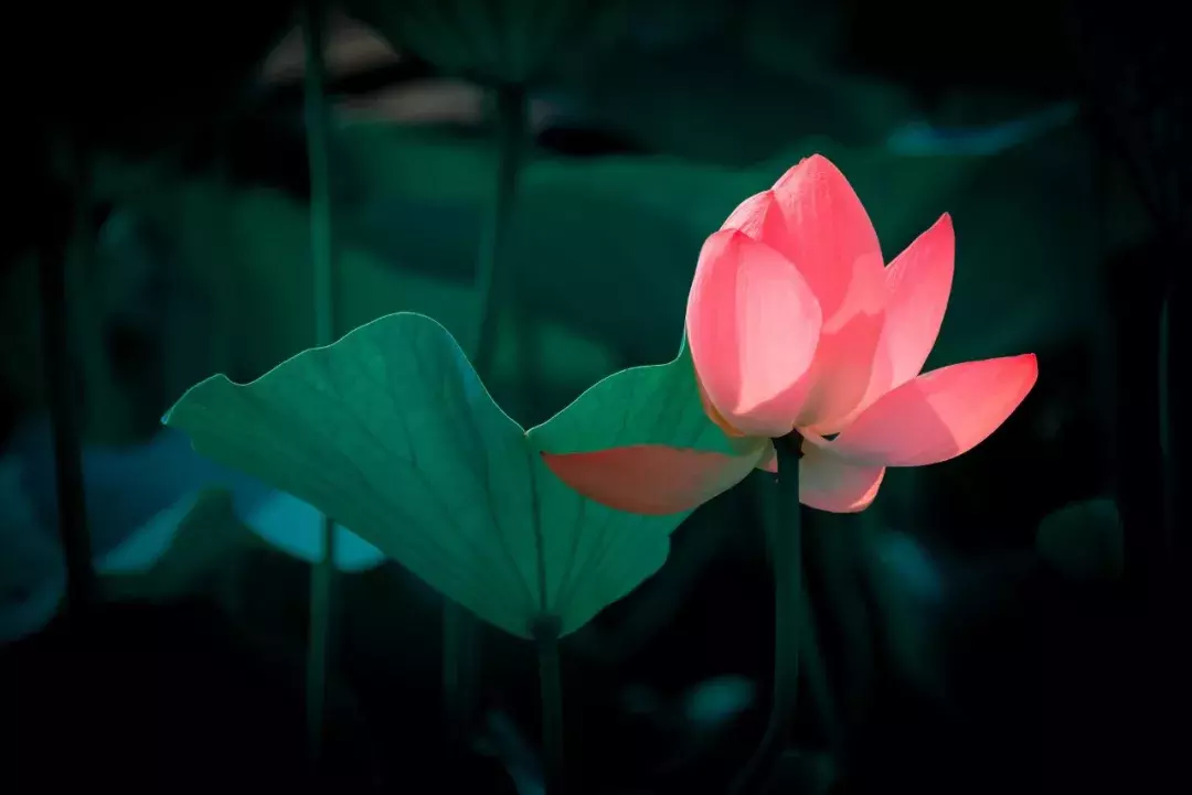 8首夏夜诗词:我在等风,也等你-第3张图片-非凡网 8首夏夜诗词:我在等风,也等你-第3张图片-非凡网