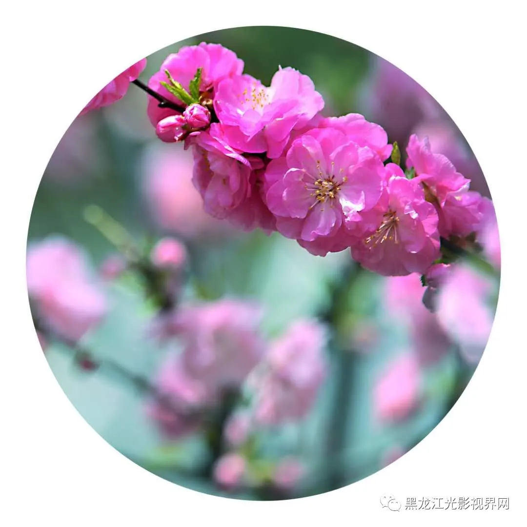 五月的鲜花再次“绽放”,你来了吗?