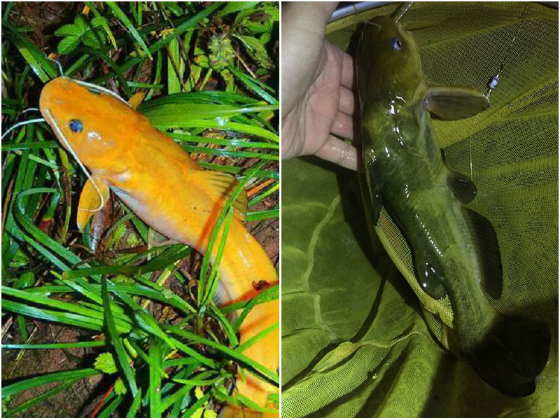 简介大鳍鳠石胡子石板条石扁头