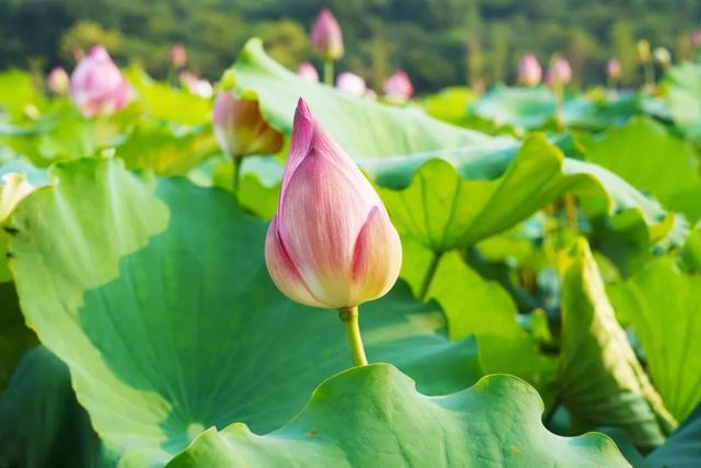 赞美荷花的优美句子的诗 关于荷花的句子唯美诗句图片