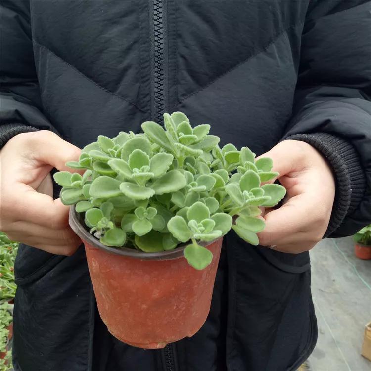 家里养盆 香 多肉 室内飘满香气 肥美又鲜亮 妍小捌 Mdeditor