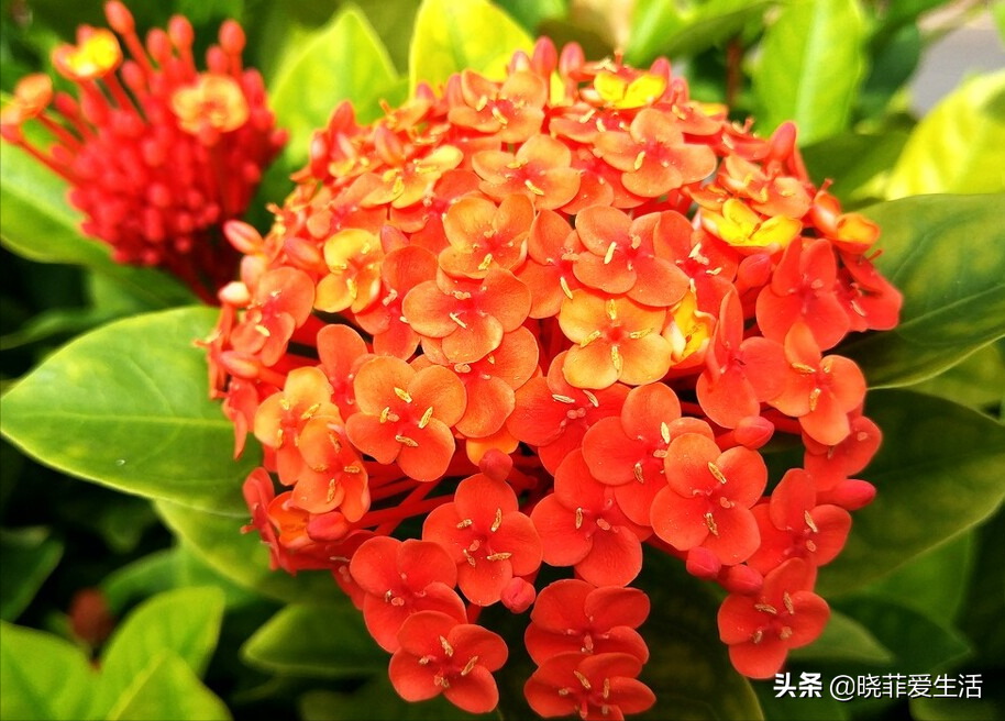 3種花不怕熱 耐曬更耐旱 越曬長得越旺 開花越鮮豔 曉菲愛生活 Mdeditor