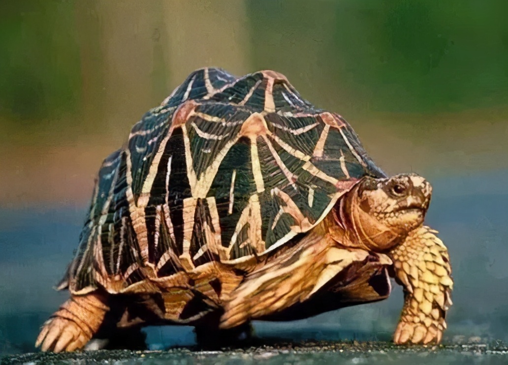 龟类图集_淡水两栖_西南渔业网 水花鱼 水产养殖专业