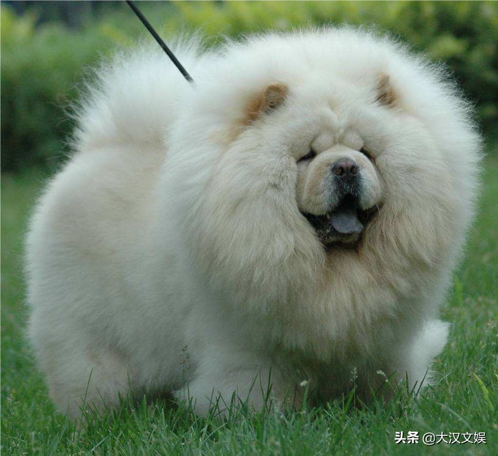 这个组合存在的意义是什么？感觉像是侮辱人的