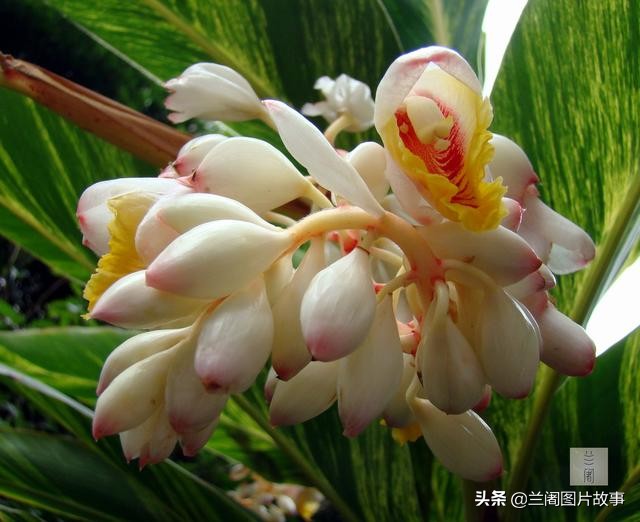 “豆蔻梢头二月初”，杜牧为何要用豆蔻形容妙龄少女？