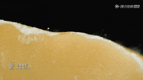 让纪录片参与全球产业竞争，视角要先“国际化